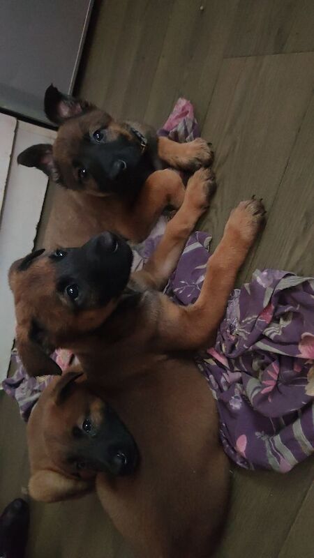 German Shepherd puppies for sale in Bradford, West Yorkshire – 10 weeks old - Image 4 of 8