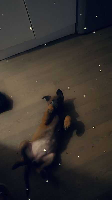 German Shepherd puppies for sale in Bradford, West Yorkshire – 10 weeks old - Image 5 of 8