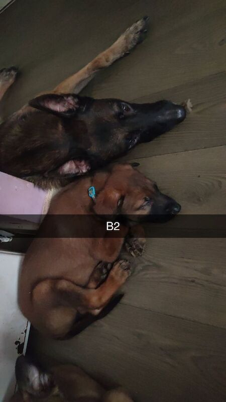 German Shepherd puppies for sale in Bradford, West Yorkshire – 10 weeks old - Image 6 of 8