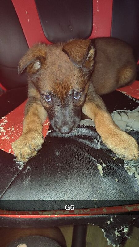 German Shepherd puppies for sale in Bradford, West Yorkshire – 10 weeks old - Image 7 of 8