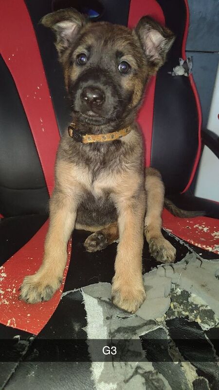 German Shepherd puppies for sale in Bradford, West Yorkshire – 10 weeks old - Image 8 of 8