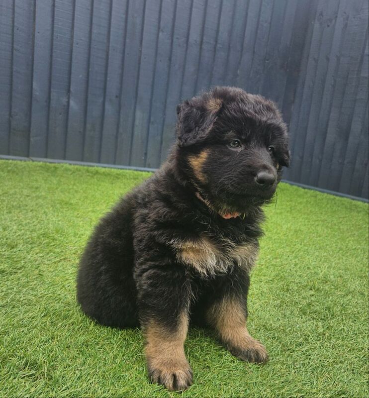 German Shepherd puppies for sale in Keighley, West Yorkshire – 11 months old - Image 1 of 15