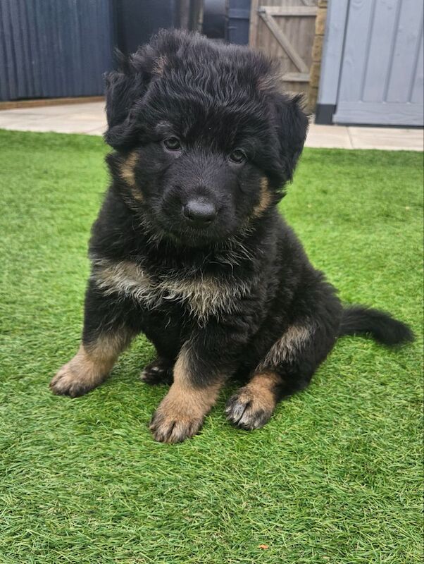German Shepherd puppies for sale in Keighley, West Yorkshire – 11 months old - Image 2 of 15