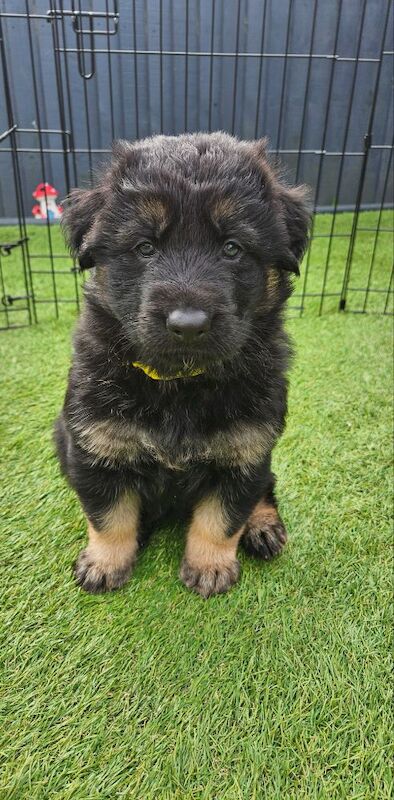 German Shepherd puppies for sale in Keighley, West Yorkshire – 11 months old - Image 3 of 15