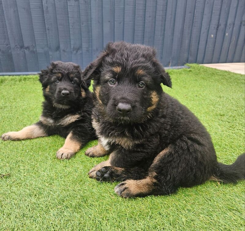 German Shepherd puppies for sale in Keighley, West Yorkshire – 11 months old - Image 4 of 15
