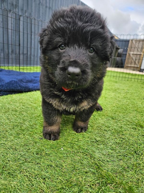 German Shepherd puppies for sale in Keighley, West Yorkshire – 11 months old - Image 5 of 15