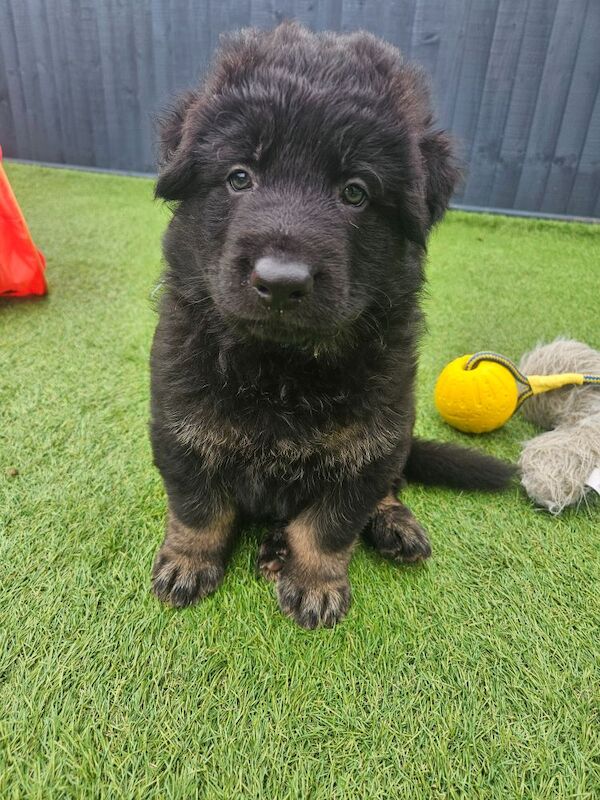 German Shepherd puppies for sale in Keighley, West Yorkshire – 11 months old - Image 6 of 15
