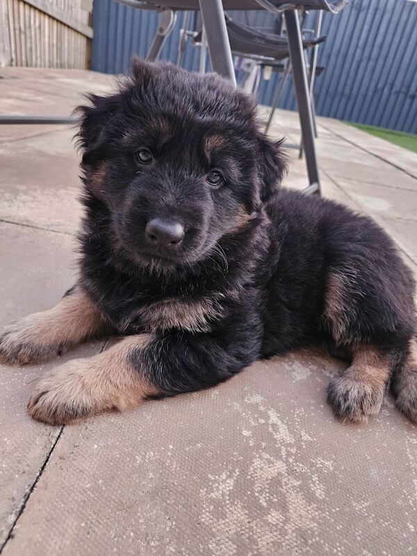 German Shepherd puppies for sale in Keighley, West Yorkshire – 11 months old - Image 7 of 15