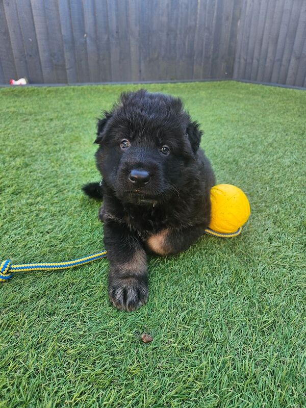 German Shepherd puppies for sale in Keighley, West Yorkshire – 11 months old - Image 9 of 15