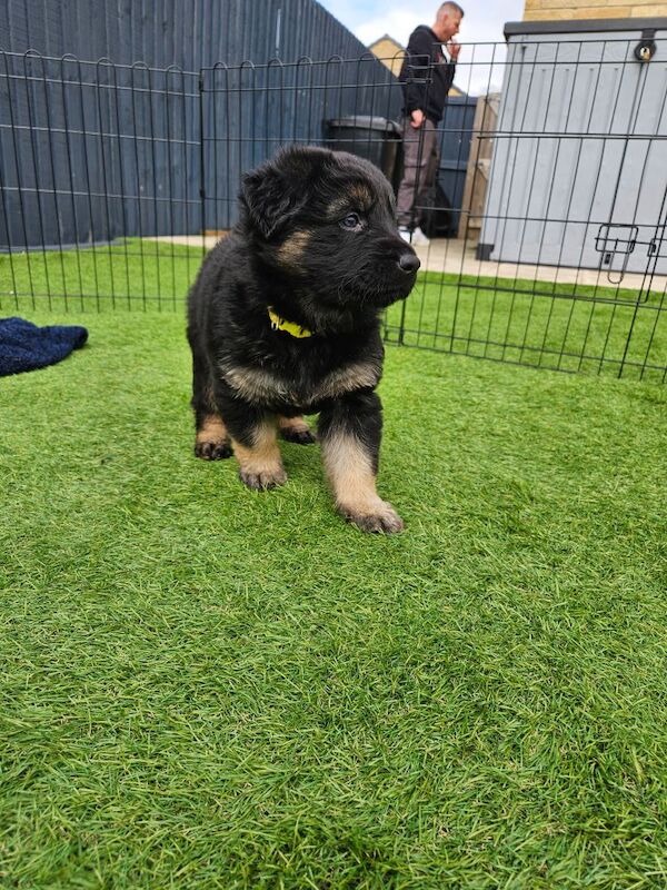 German Shepherd puppies for sale in Keighley, West Yorkshire – 11 months old - Image 10 of 15