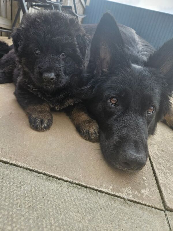 German Shepherd puppies for sale in Keighley, West Yorkshire – 11 months old - Image 11 of 15