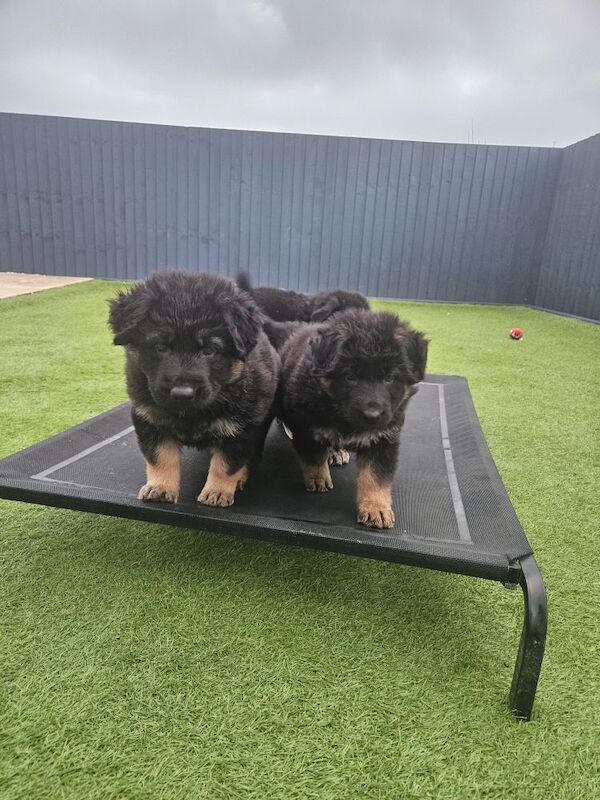 German Shepherd puppies for sale in Keighley, West Yorkshire – 11 months old - Image 12 of 15