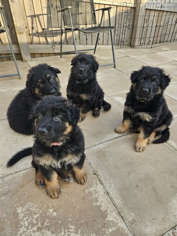 German Shepherd puppies for sale in Keighley, West Yorkshire – 11 months old - Image 13 of 15