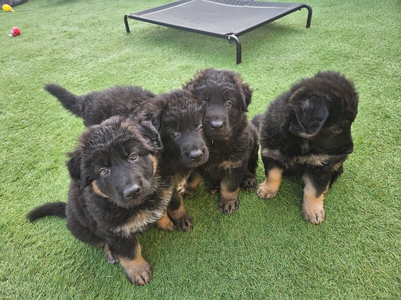 German Shepherd puppies for sale in Keighley, West Yorkshire – 11 months old - Image 14 of 15