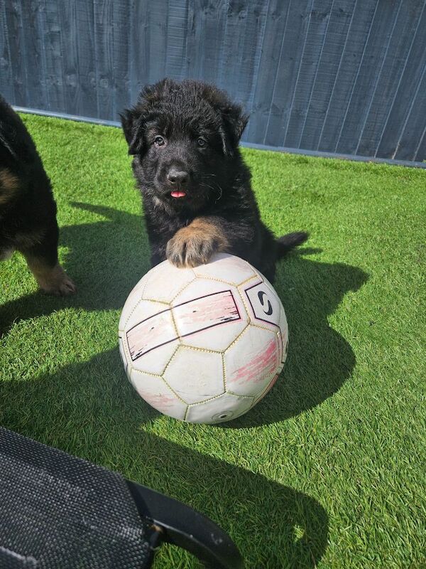 German Shepherd puppies for sale in Keighley, West Yorkshire – 11 months old - Image 15 of 15