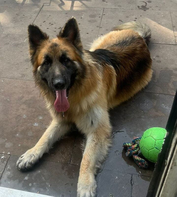 German Shepherd puppies for sale in King's Norton, West Midlands – 2 years old - Image 2 of 3