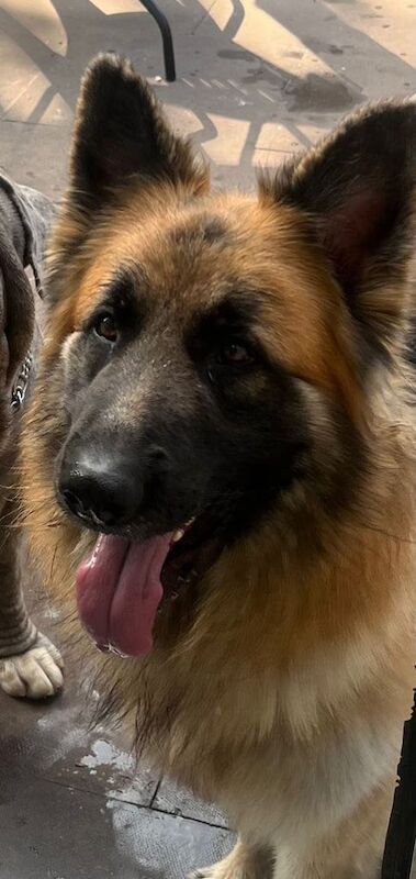German Shepherd puppies for sale in King's Norton, West Midlands – 2 years old - Image 3 of 3