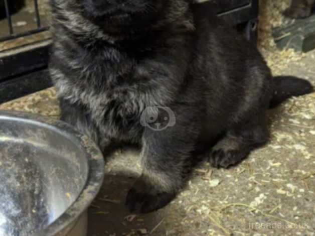 German Shepherd puppies for sale in Scunthorpe, Lincolnshire – KC registered, 1 year old - Image 2 of 5