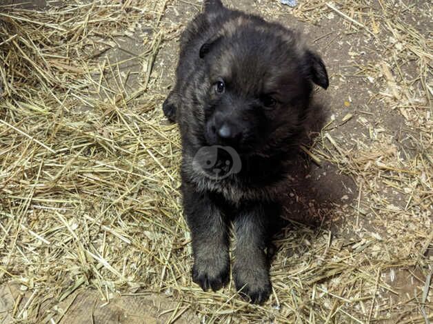German Shepherd puppies for sale in Scunthorpe, Lincolnshire – KC registered, 1 year old - Image 3 of 5