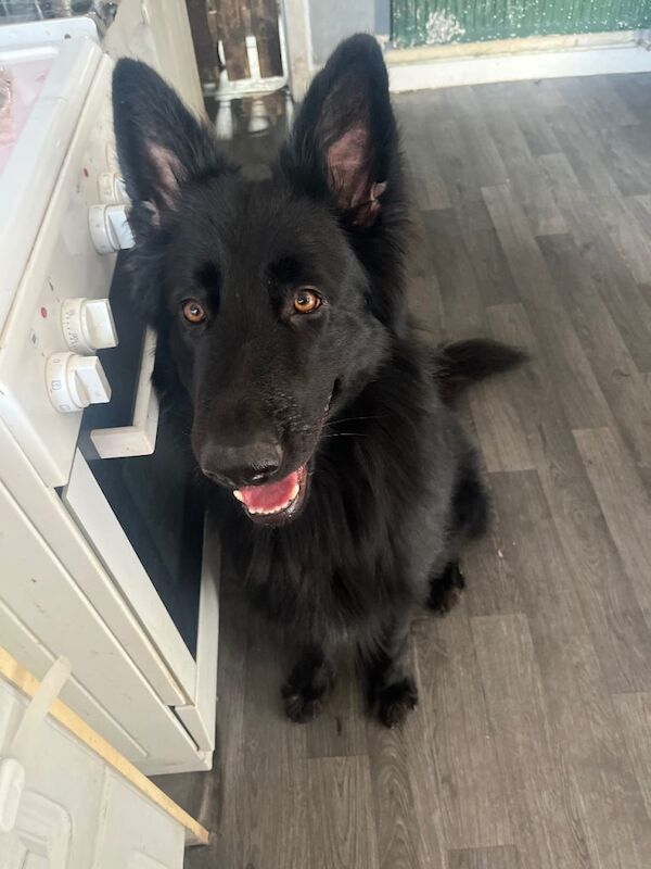 Black German Shepherd Puppies For Sale
