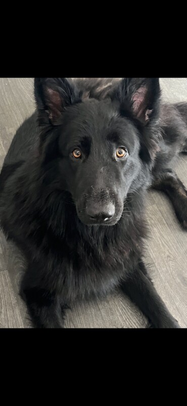 German Shepherd puppies for sale in Hemsworth, West Yorkshire – 2 years old - Image 2 of 3