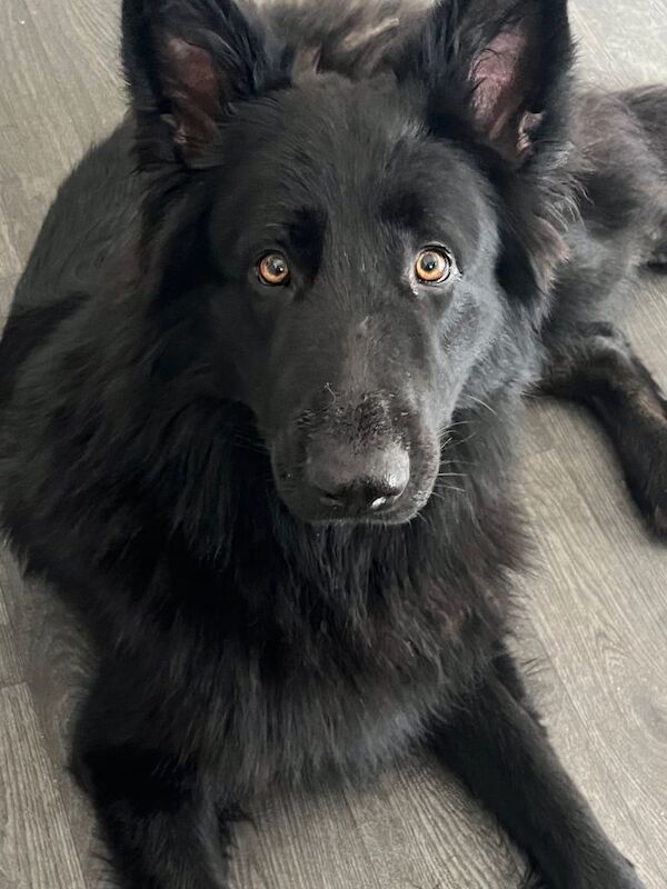 German Shepherd puppies for sale in Hemsworth, West Yorkshire – 2 years old - Image 3 of 3