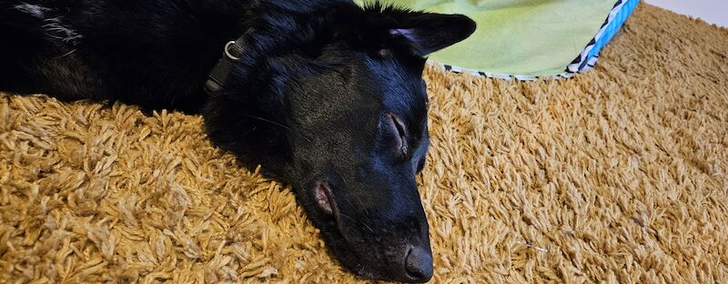 German Shepherd puppies for sale in Leeming Bar, North Yorkshire – 2 years old - Image 2 of 3