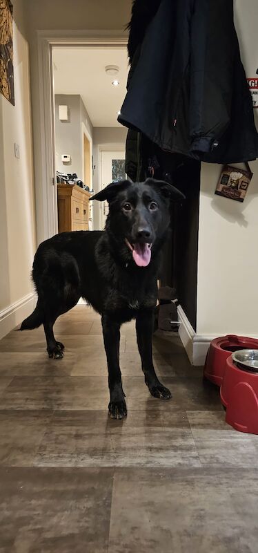 German Shepherd puppies for sale in Leeming Bar, North Yorkshire – 2 years old - Image 3 of 3