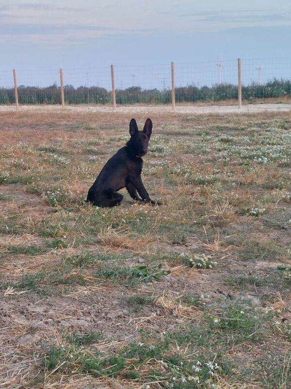 Black German Shepherd Pup