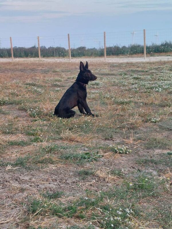 Black German Shepherd Pup - Image 2 of 3