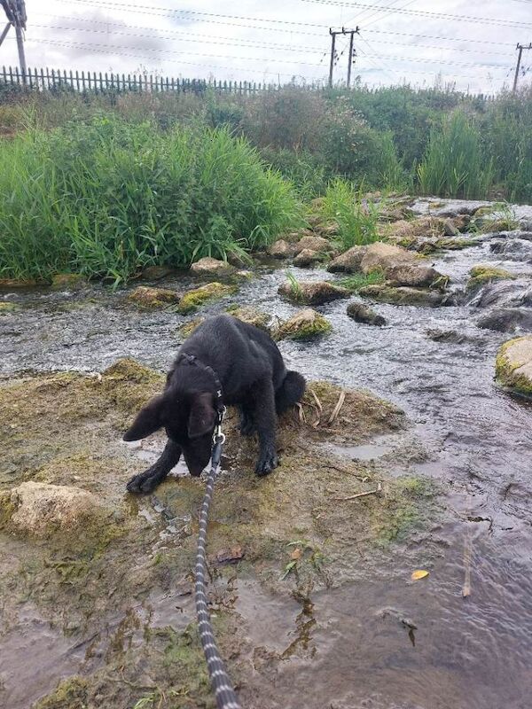 Black German Shepherd Pup - Image 3 of 3