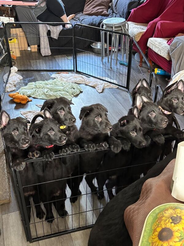 German Shepherd puppies for sale in Woking, Surrey – 10 weeks old