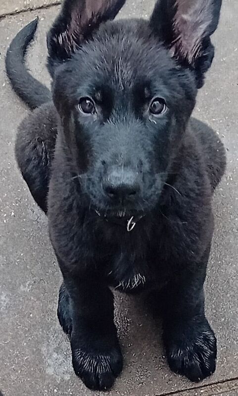 Black German Shepherd Puppies - Ready Now - 6 Boys 1 Girl for sale in Willesden, Greater London