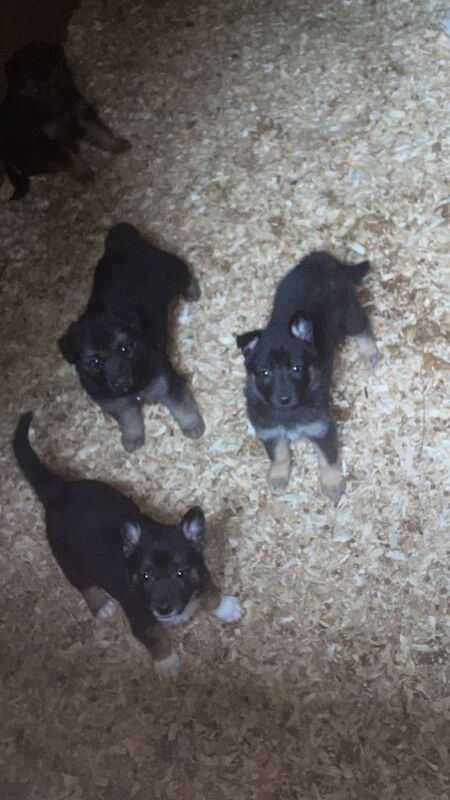 Black German Shepherd Puppies For Sale
