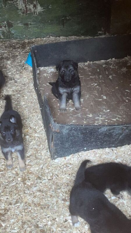 Black german shepherd pups - Image 2 of 4