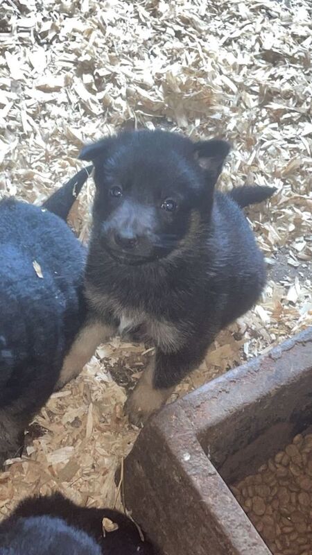 Black german shepherd pups - Image 3 of 4