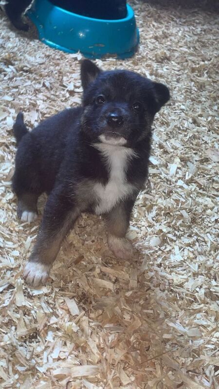 Black german shepherd pups - Image 4 of 4