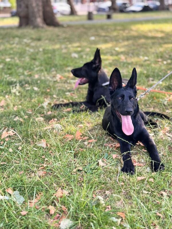 German Shepherd puppies for sale in Edgware, Greater London – 3 months old