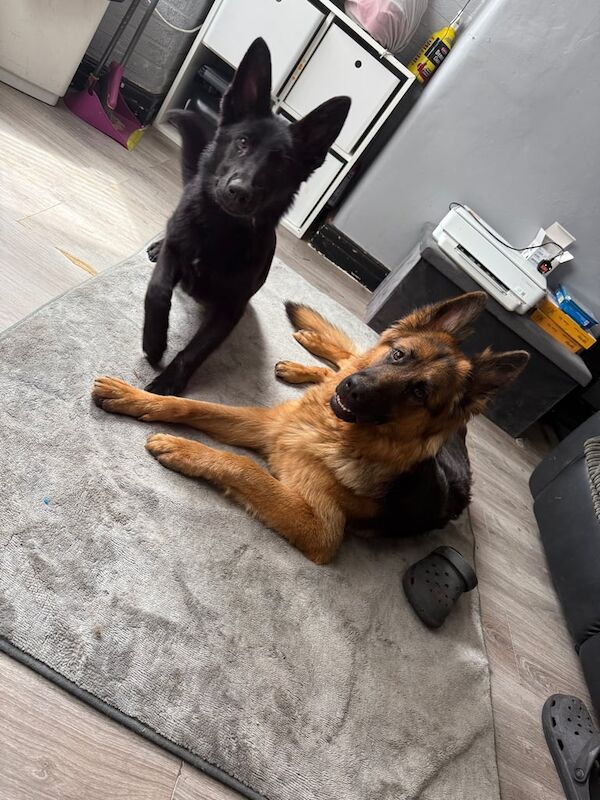 German Shepherd puppies for sale in Stockport, Greater Manchester – 8 months old - Image 2 of 3