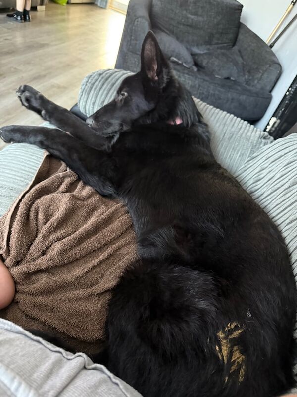 German Shepherd puppies for sale in Stockport, Greater Manchester – 8 months old - Image 3 of 3