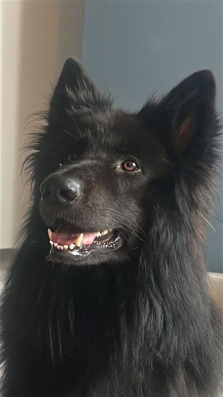 German Shepherd puppies for sale in Airdrie, Lanarkshire – 3 years old