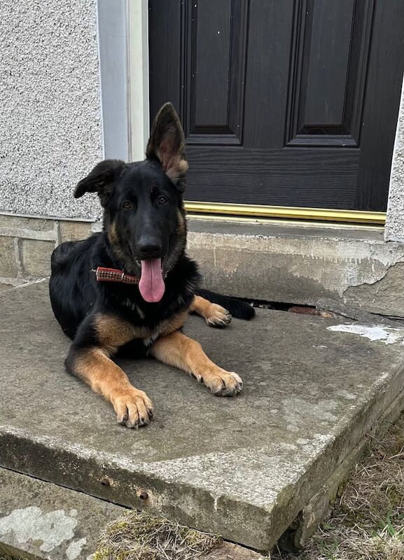 German Shepherd puppies for sale in Huddersfield, West Yorkshire – 6 months old - Image 2 of 3