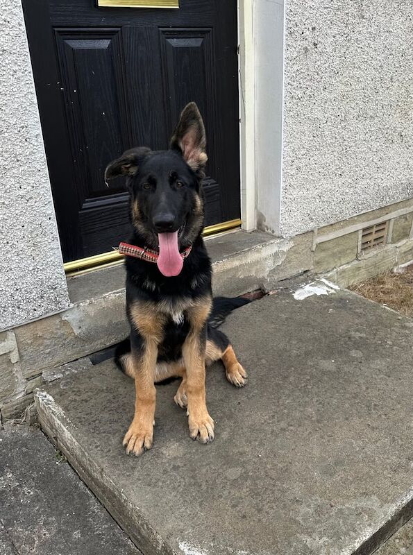 German Shepherd puppies for sale in Huddersfield, West Yorkshire – 6 months old - Image 3 of 3