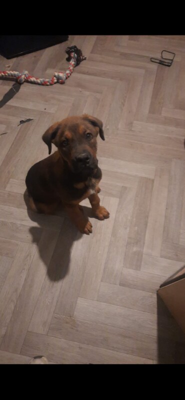 German Shepherd Puppies For Sale Under £1,000