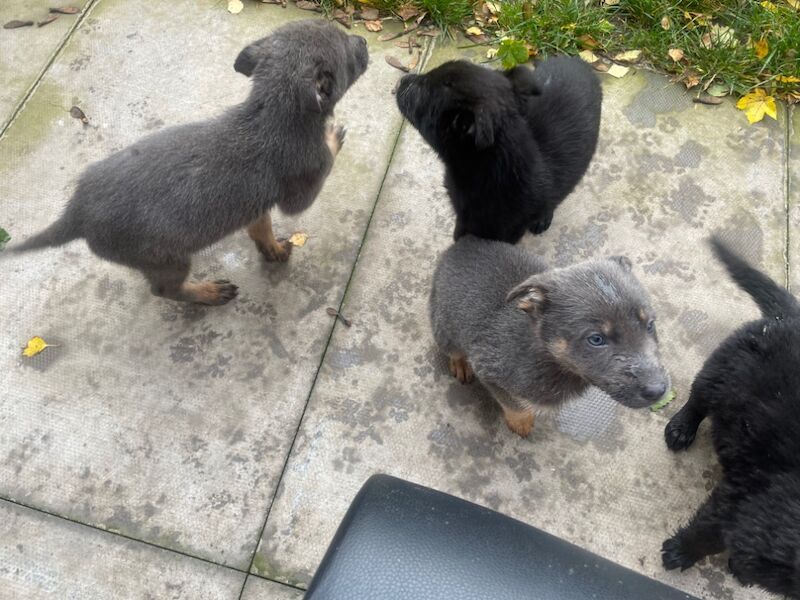 German Shepherd puppies for sale in Bradford, West Yorkshire – 1 year old