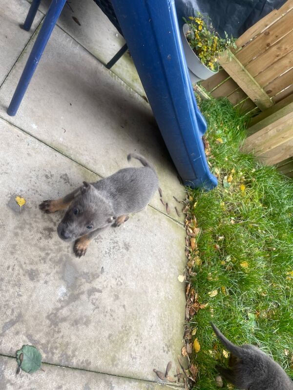 Blue German shepherd for sale in Bradford, West Yorkshire | Image 2