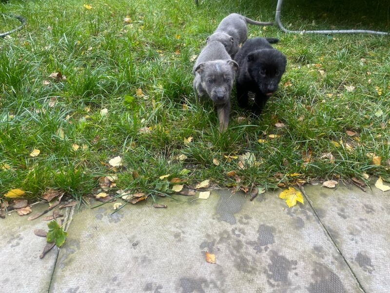 Blue German shepherd for sale in Bradford, West Yorkshire | Image 4