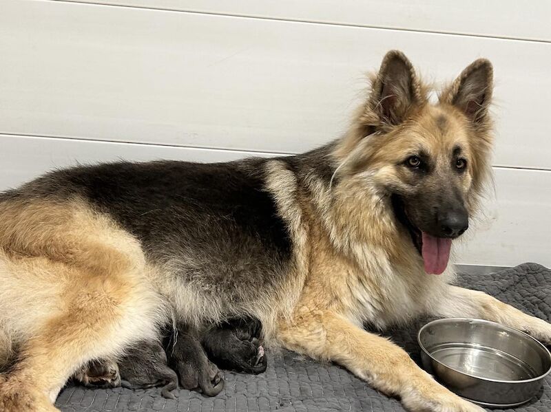 BLUE German shepherd pups 5 star licenced for sale in Honiton, Devon - Image 1