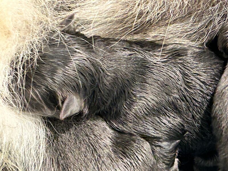 BLUE German shepherd pups 5 star licenced for sale in Honiton, Devon | Image 3