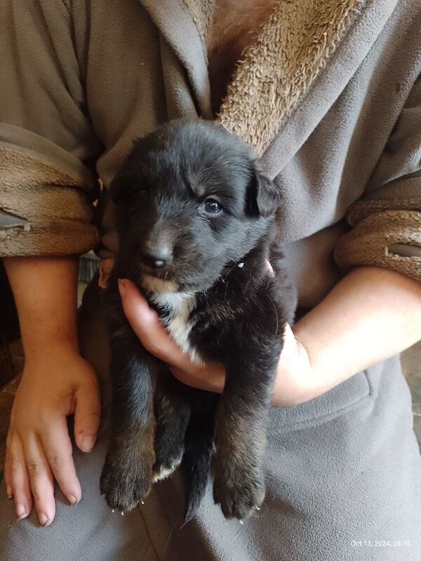 Blue+Black Straightback, working line GSDs for sale in Sheerness, Kent | Image 1